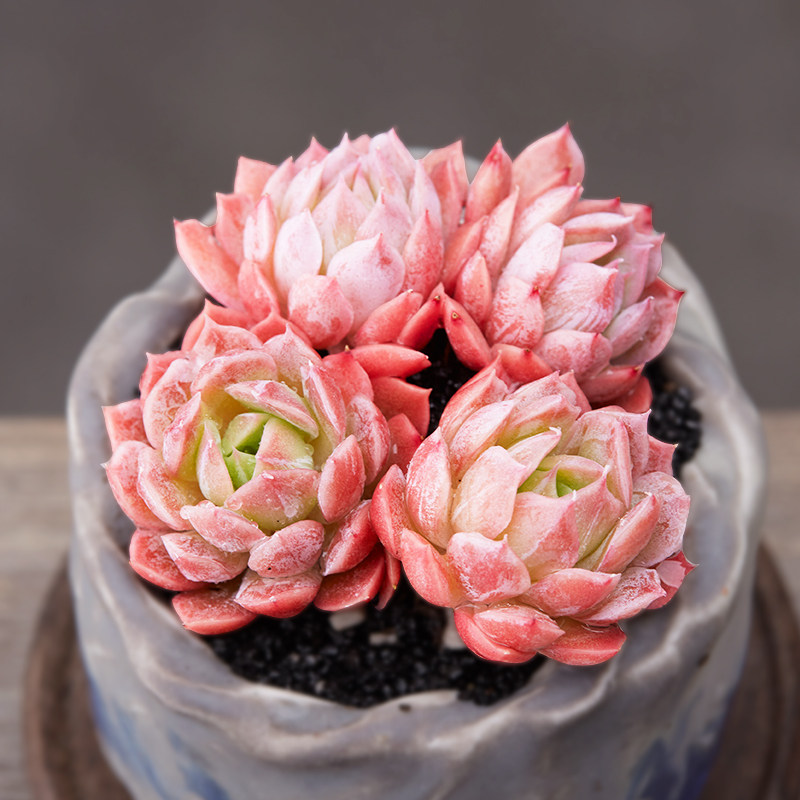 植物美诺花园秋宴多肉阳台萌物安娜肉肉高品质多肉植物