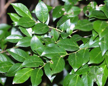 中国食用产品深山新鲜乌饭树叶南烛叶黑官膳食材鲜品嫩叶500g直销