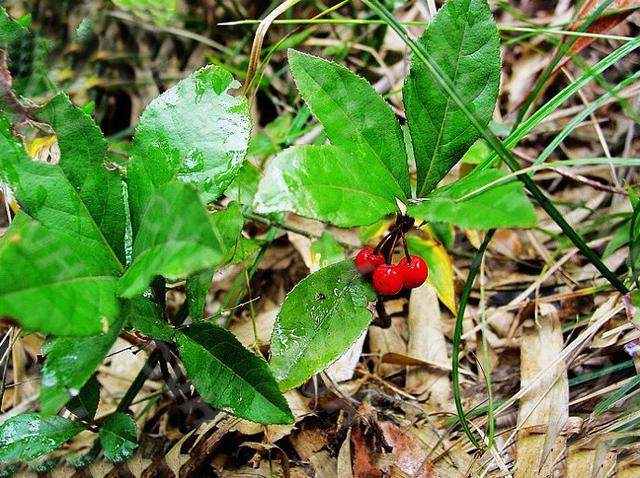 深山新鲜农产品平地木紫金牛叶下红矮地茶不出林化痰利湿500g直销