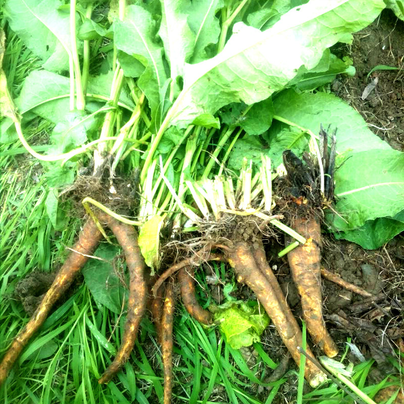 深山新鲜中草药土牛耳羊蹄根野大黄500g直销药材店铺中国食用产品