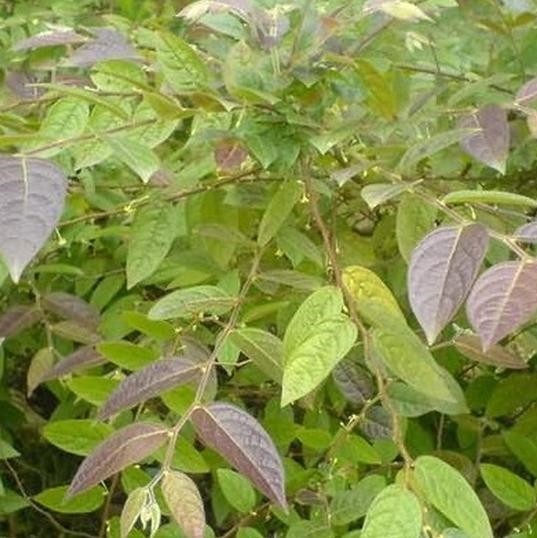 深山中药材树苗漆大姑毛漆算盘子野南瓜非果实1株起邮直销安徽省