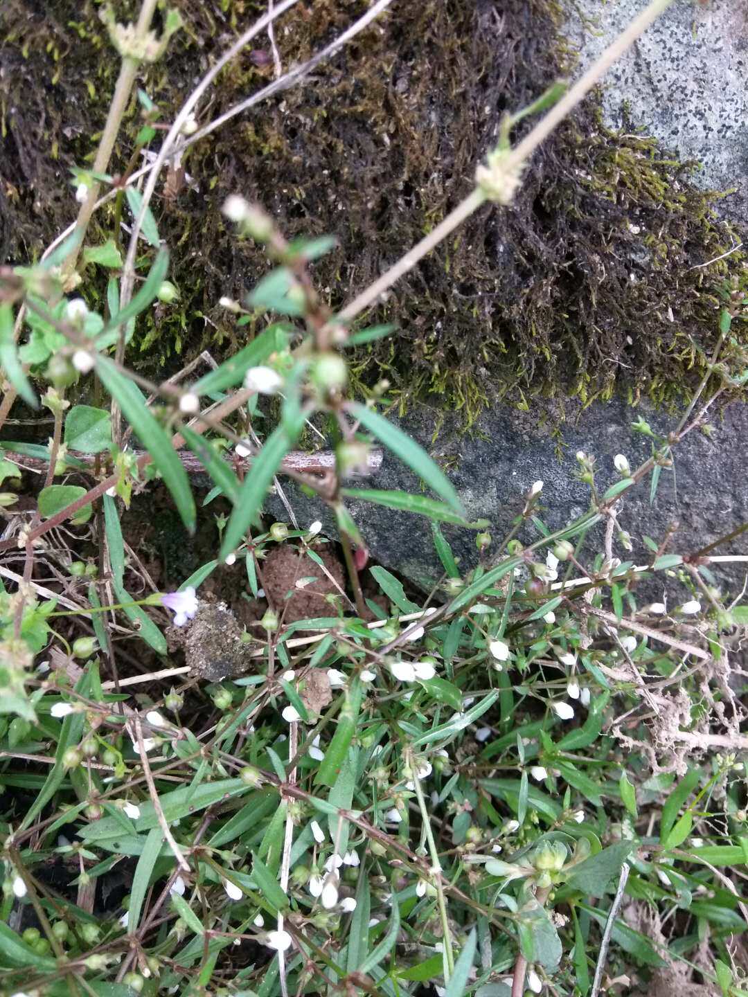 2017野生正品中草药白花蛇舌草250克 羊须草蛇利草蛇总管自采自销