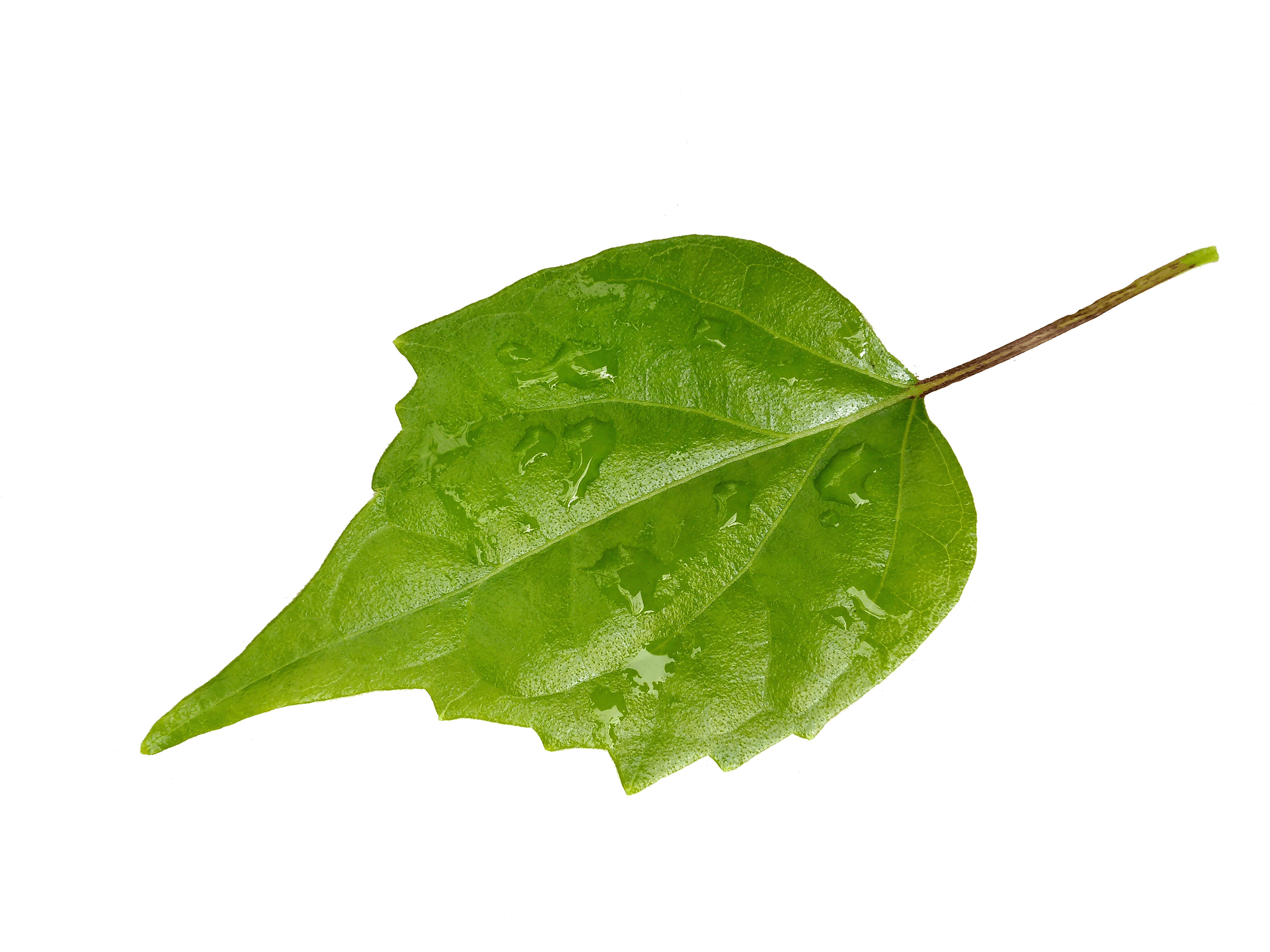 豆腐柴粉 观音豆腐粉  绿豆腐 观音柴 腐婢树叶绿凉粉60克装 包邮