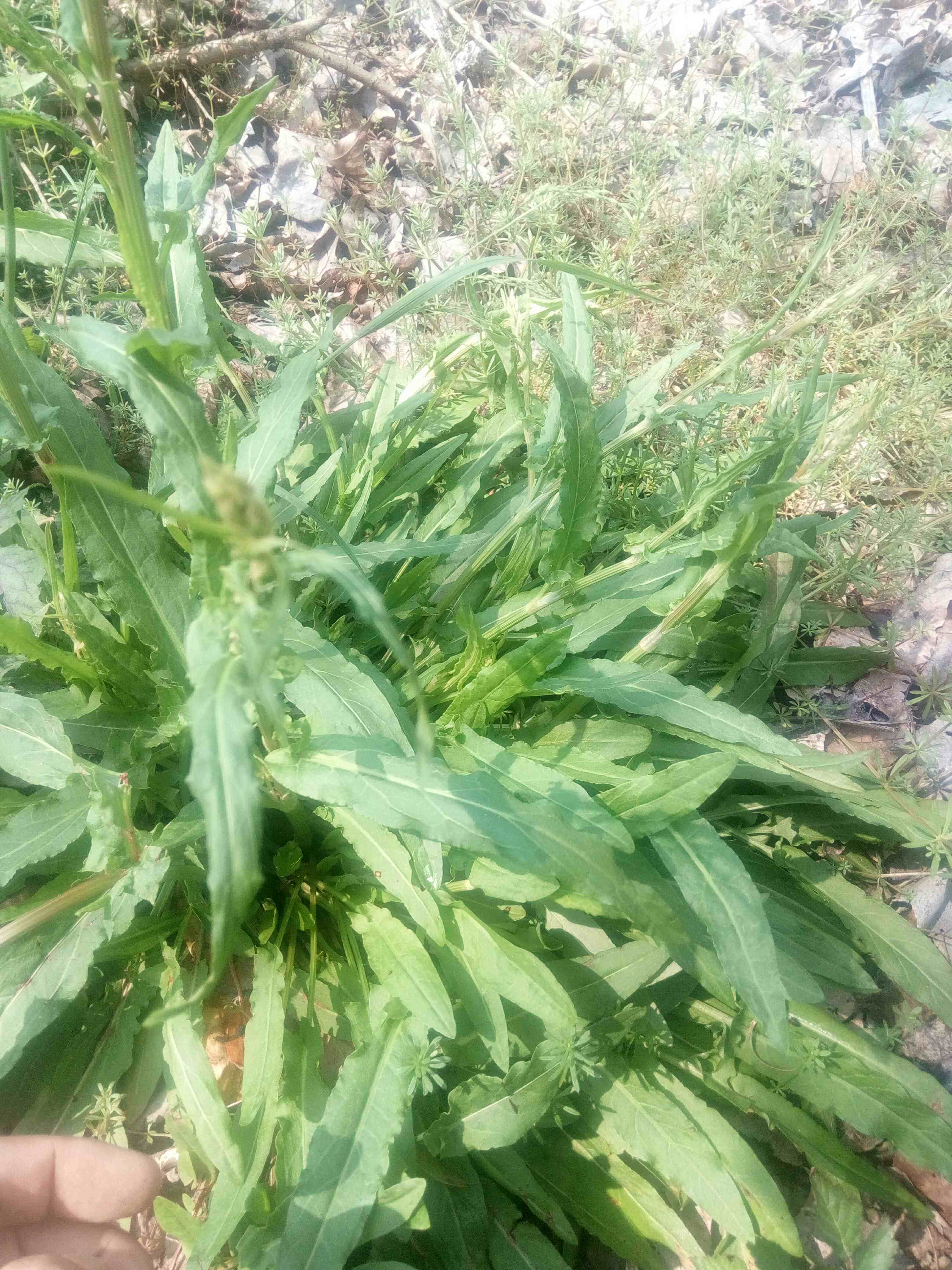 深山安徽推荐掌柜鸡脚田鸡脚新鲜舌头水牛酸溜溜其他药食同源食品