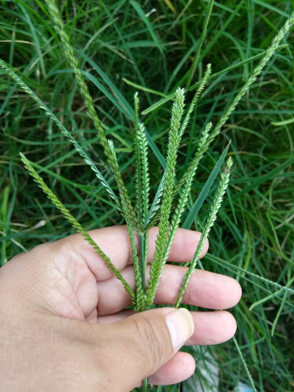 牛筋草的药用价值用途图片