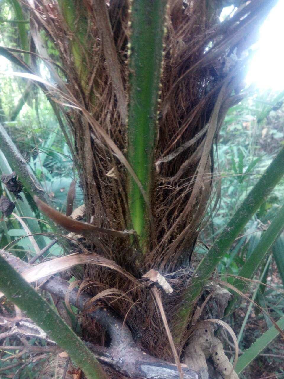 正宗深山山棕树叶棕榈叶马尾棕新鲜500克掌柜推荐包邮食用包种子