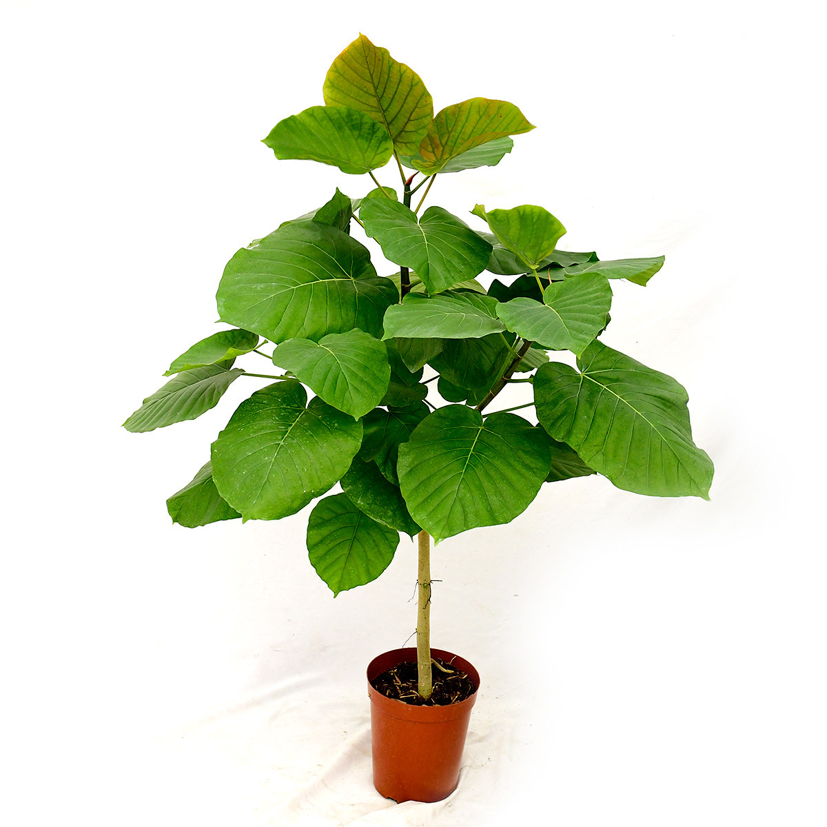 伞榕爱心盆栽室内观叶植物植物网红绿植半阴耐热绿植