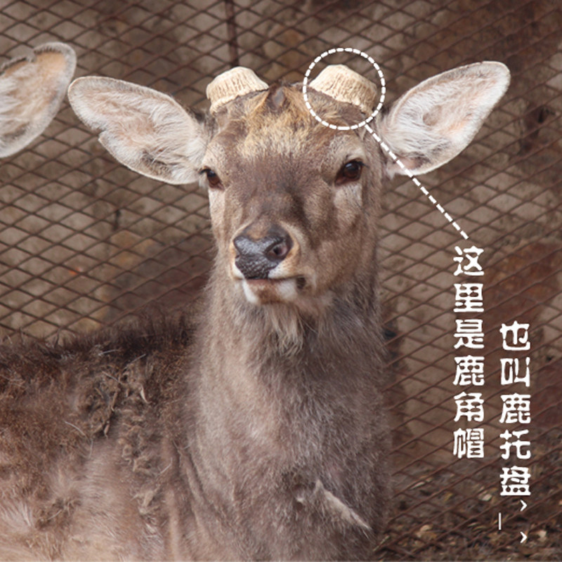 梅花鹿鹿角帽粉 鹿托盘粉鹿茸呵护女性乳腺结节角帽粉100克包邮