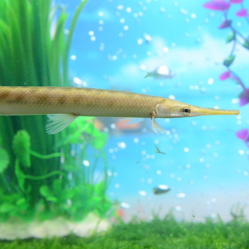 鳄鱼热带鱼观赏鱼长嘴尖嘴鸭咀大型凶猛上层耐活鱼