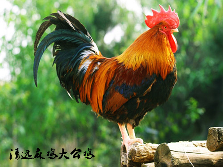 清远麻鸡种蛋受精野鸡种蛋 孵化用蛋 可孵化小鸡的种蛋 20枚包邮