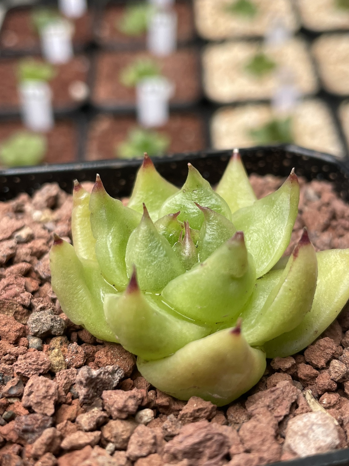 珍妮乌木东云271#玻璃泡泡全透玻璃体直播一物多肉植物