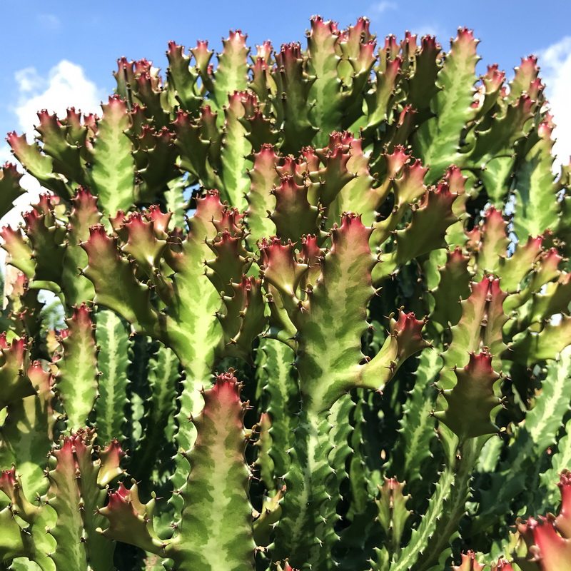 帝锦euphorbialactea大戟科大型树状沙生多肉植物高可达多肉植物