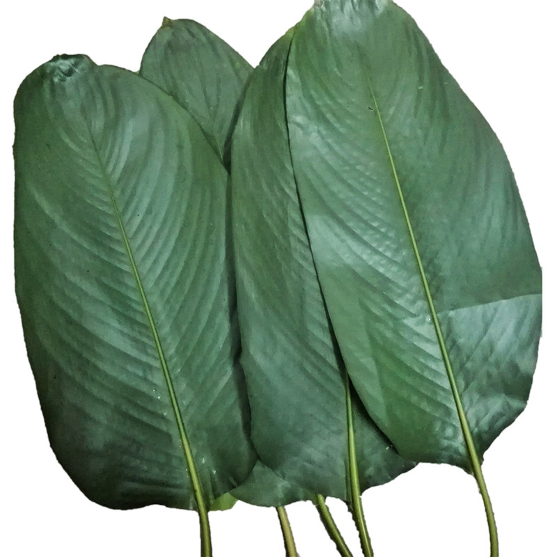 小叶新鲜采摘大粽叶冬叶柊叶肇庆特产裹蒸粽粽叶树叶