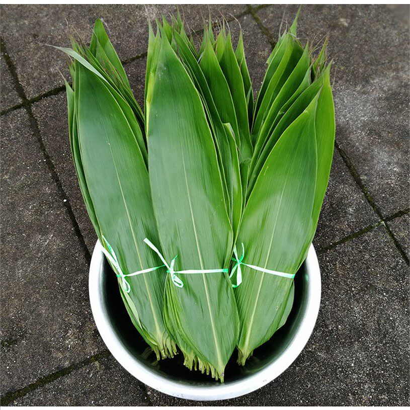 粽叶粽子叶新鲜大叶箬竹叶真空野生大粽叶干粽叶子芦苇_双氙车灯改装