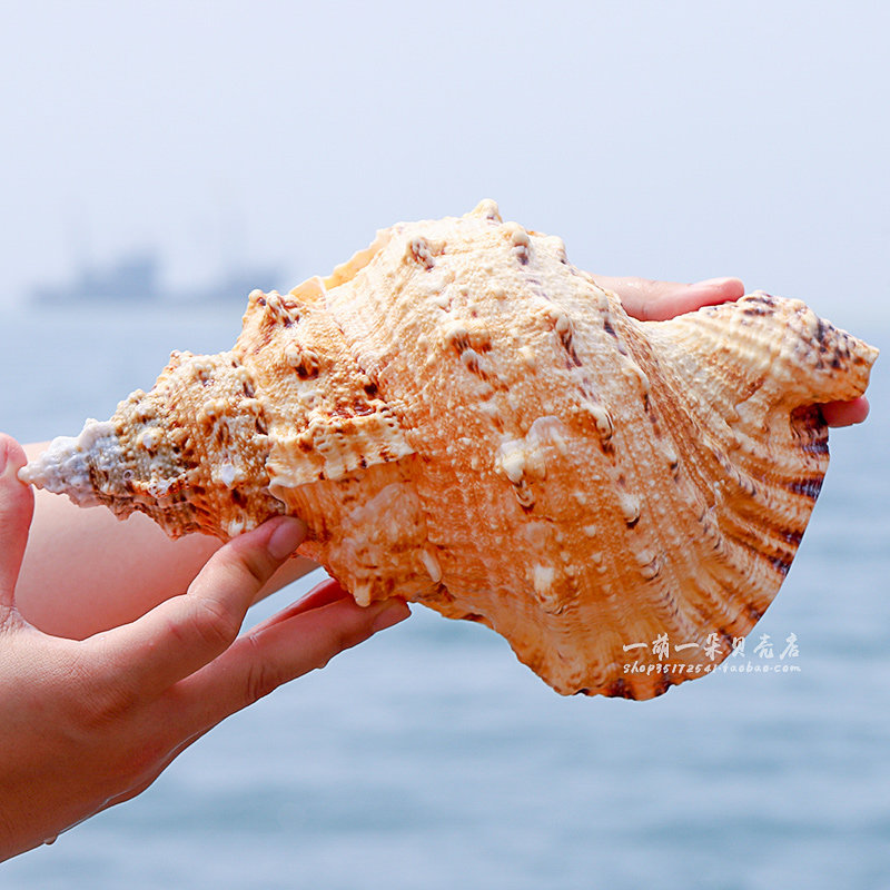 天然石号螺金口蛙螺壳超大海螺号角可吹贝壳摆件工艺品鱼缸造景