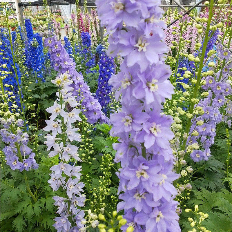 大花小花飞燕飞燕草草苗多年生观花阳台庭院花境植物时令草本花卉