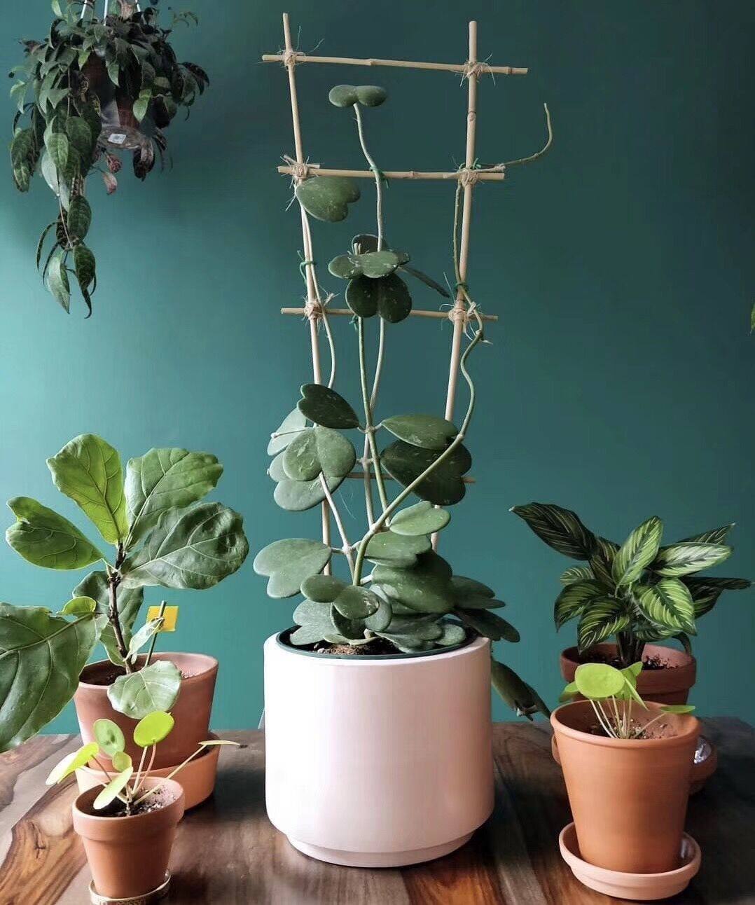 心叶球兰爱心型叶片多肉植物情人球兰爬藤盆栽垂吊植物球兰花苗