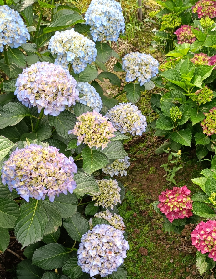 花漾河谷万结珠日本原版大花绣球花比强烈推荐时令草本花卉