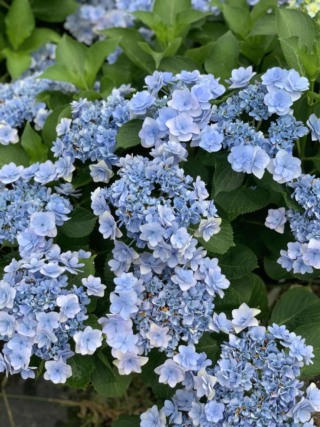 花漾河谷你我我的永恒大花绣球阳台庭院花卉观叶
