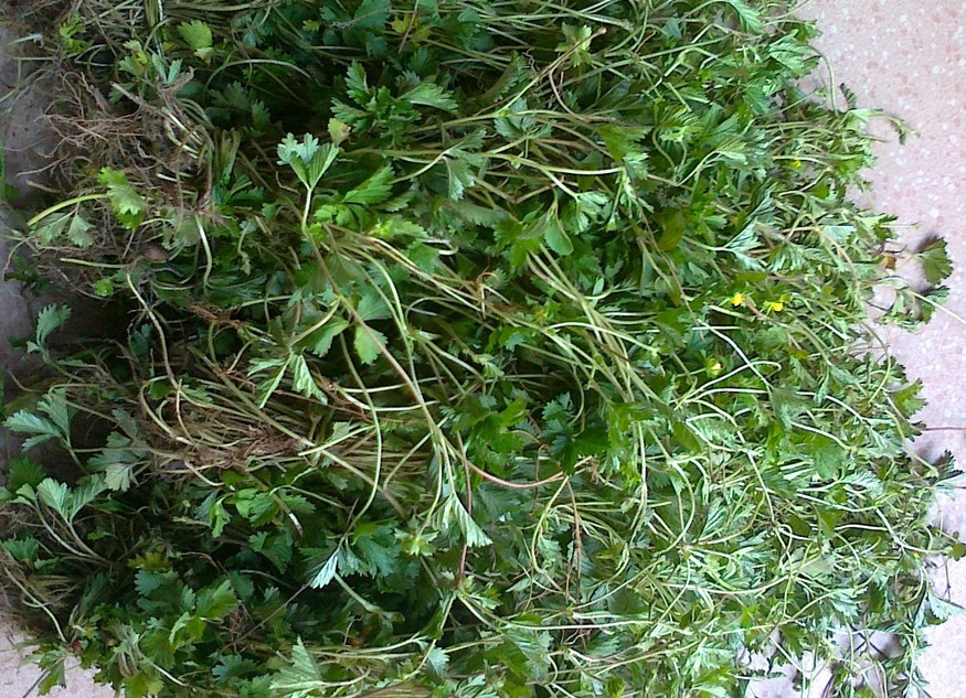 纯正野生中草药蛇莓蛇泡草蛇盘草蛇果草野杨梅地莓干品
