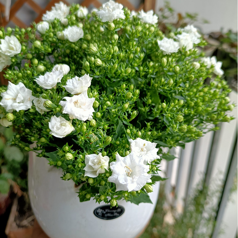 意大利风铃草蓝紫色重瓣丹麦梦露风铃花盆盆栽植物时令草本花卉