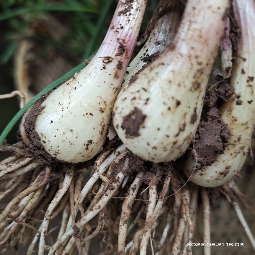 藠头新鲜农家自种教头叫头茭头当季蔬菜现挖其它