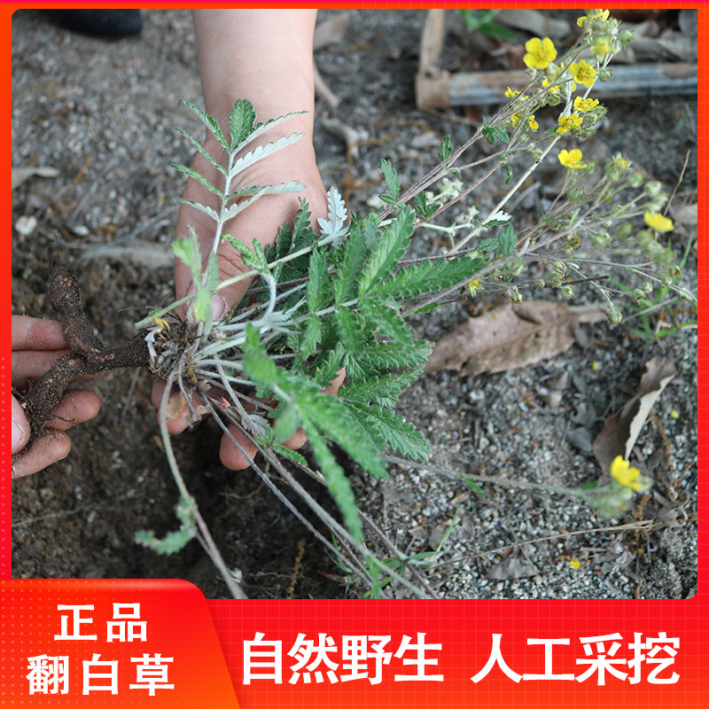 2020年野生翻白草番百草整颗带根新鲜中药材搭配地骨皮茶500g包邮