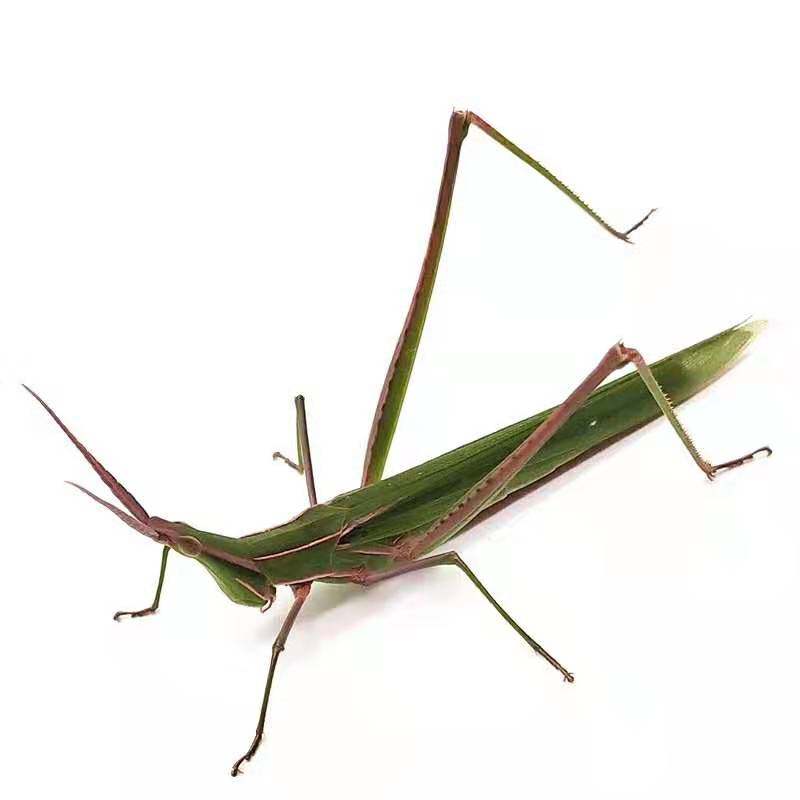 新鲜冷冻中华剑角蝗梢马甲扁担钩尖头蚂蚱蚱蜢蝗虫250g 2件包邮