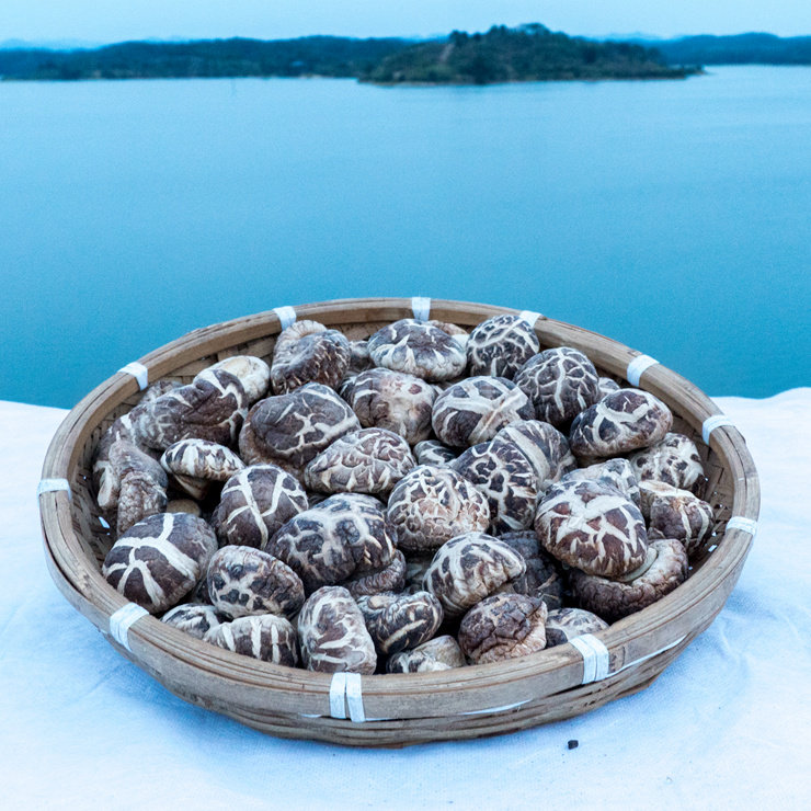 茶花菇 冬菇 随州花菇