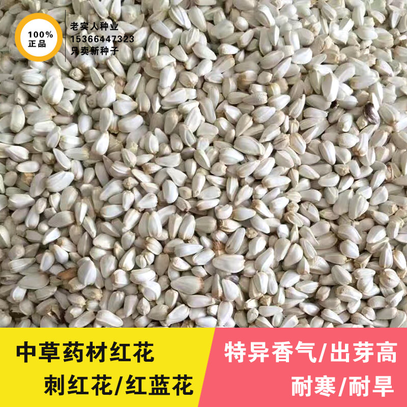 种子红花中草药材藏红花新疆产草花籽正品纯新家庭园艺种子