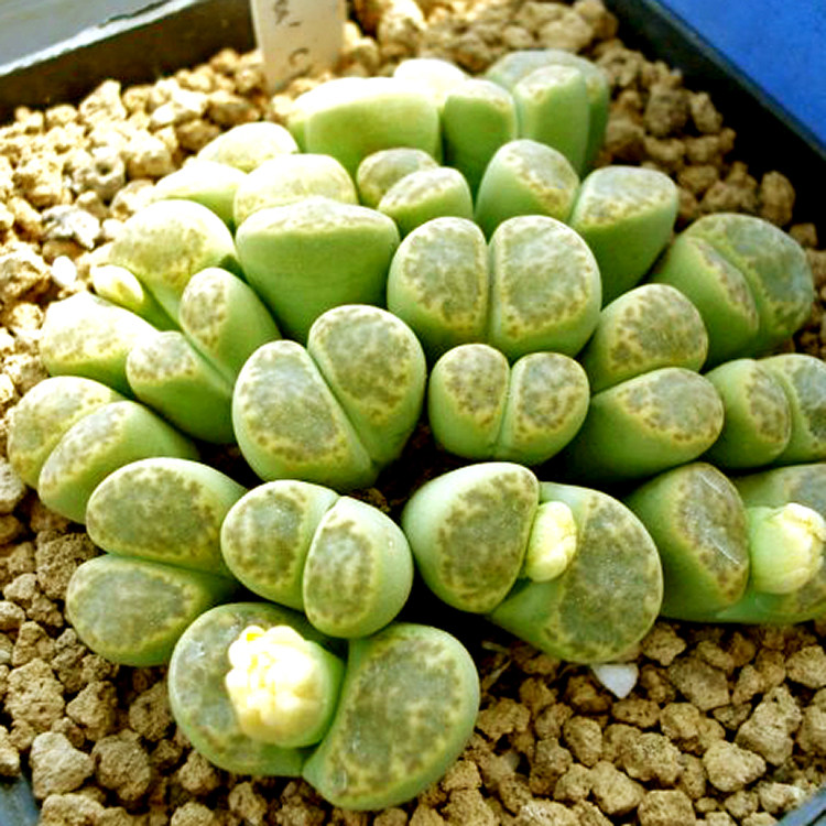 花龙园艺c362黄鸣弦玉柘榴玉系列编号生石花黄色绿色屁股pp