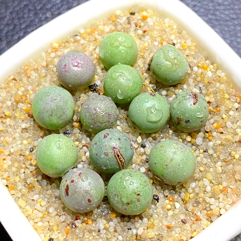 花龙园艺鸽子蛋肉锥多肉植物基地地直多肉植物