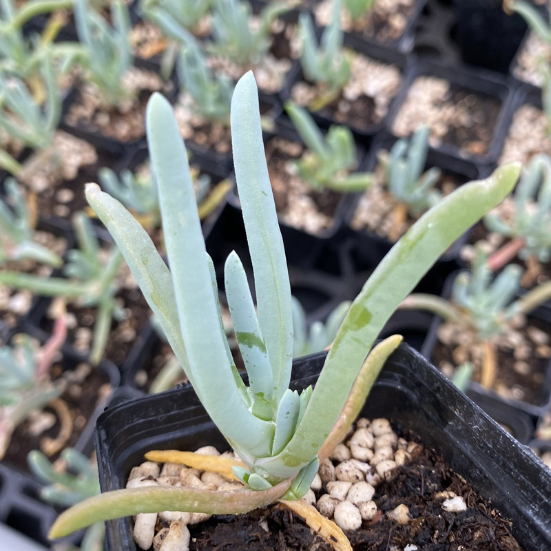 红花花龙园艺奔龙宝华华玉中国花色番杏科基地多肉植物