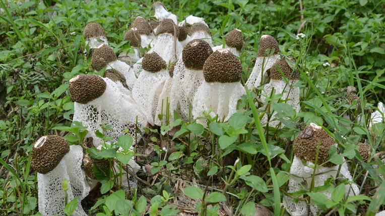 黄山九华山特产 新货 野竹荪 珍贵野山珍竹苼 煲汤很好