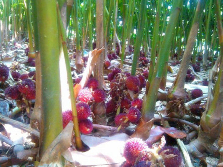 新鲜长泰砂仁腌制阳春农家野生春痧仁春沙仁砂仁