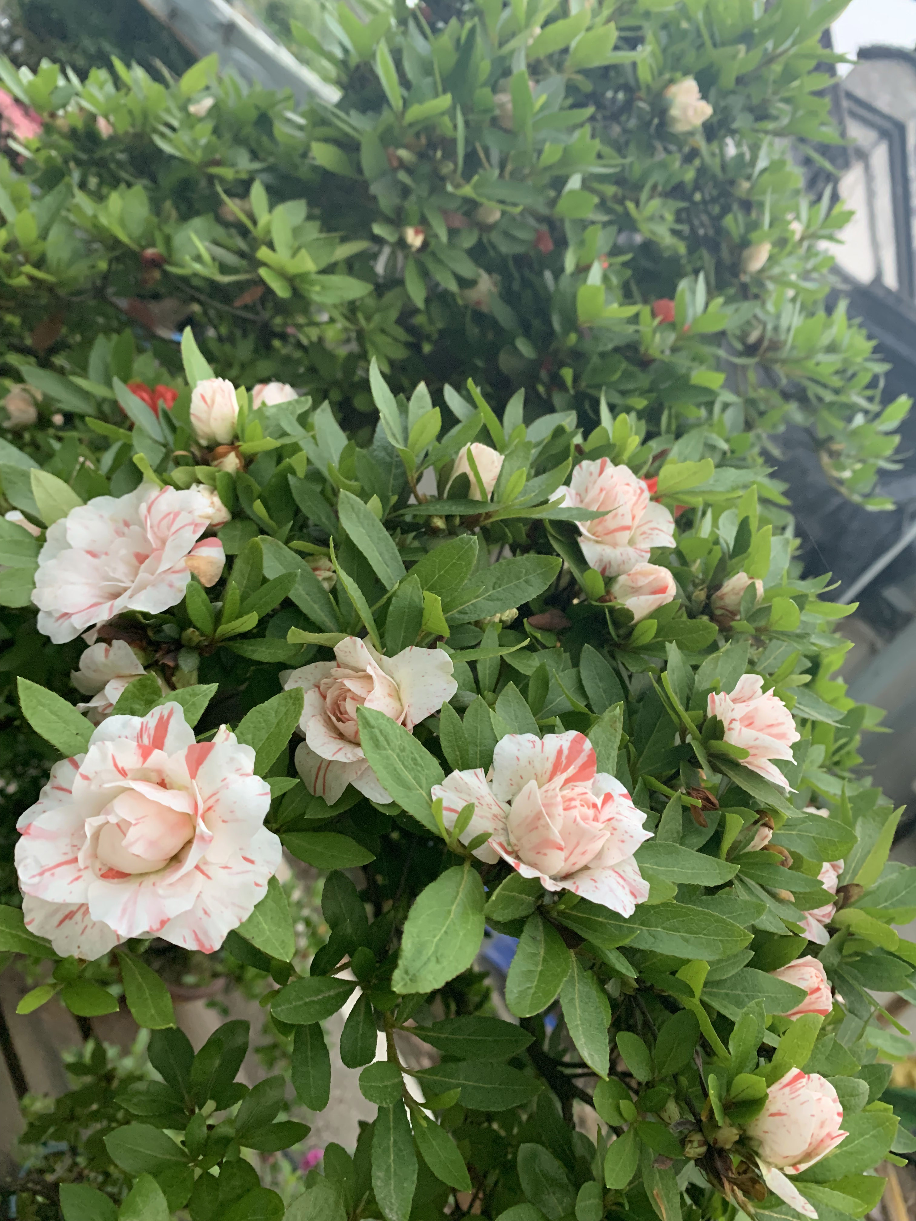 盆景杜鹃花五宝绿珠造型老桩杜鹃盆栽7年阳台时令草本花卉