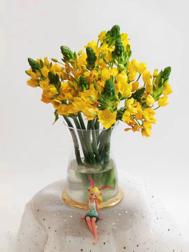 荷兰进口大雀梅水养期鲜花鲜切每周一家用婚庆鲜花速递同城