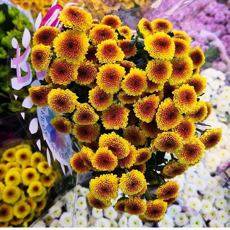 进口菊花小菊雏菊水养鲜花鲜切多种颜色花期鲜花速递同城