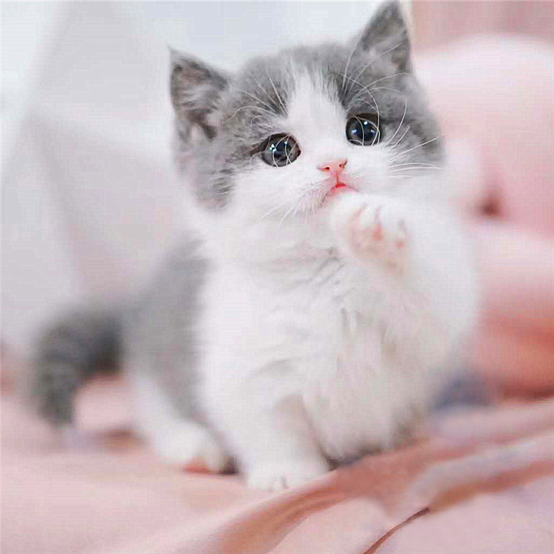 英短蓝白猫头像高清图片