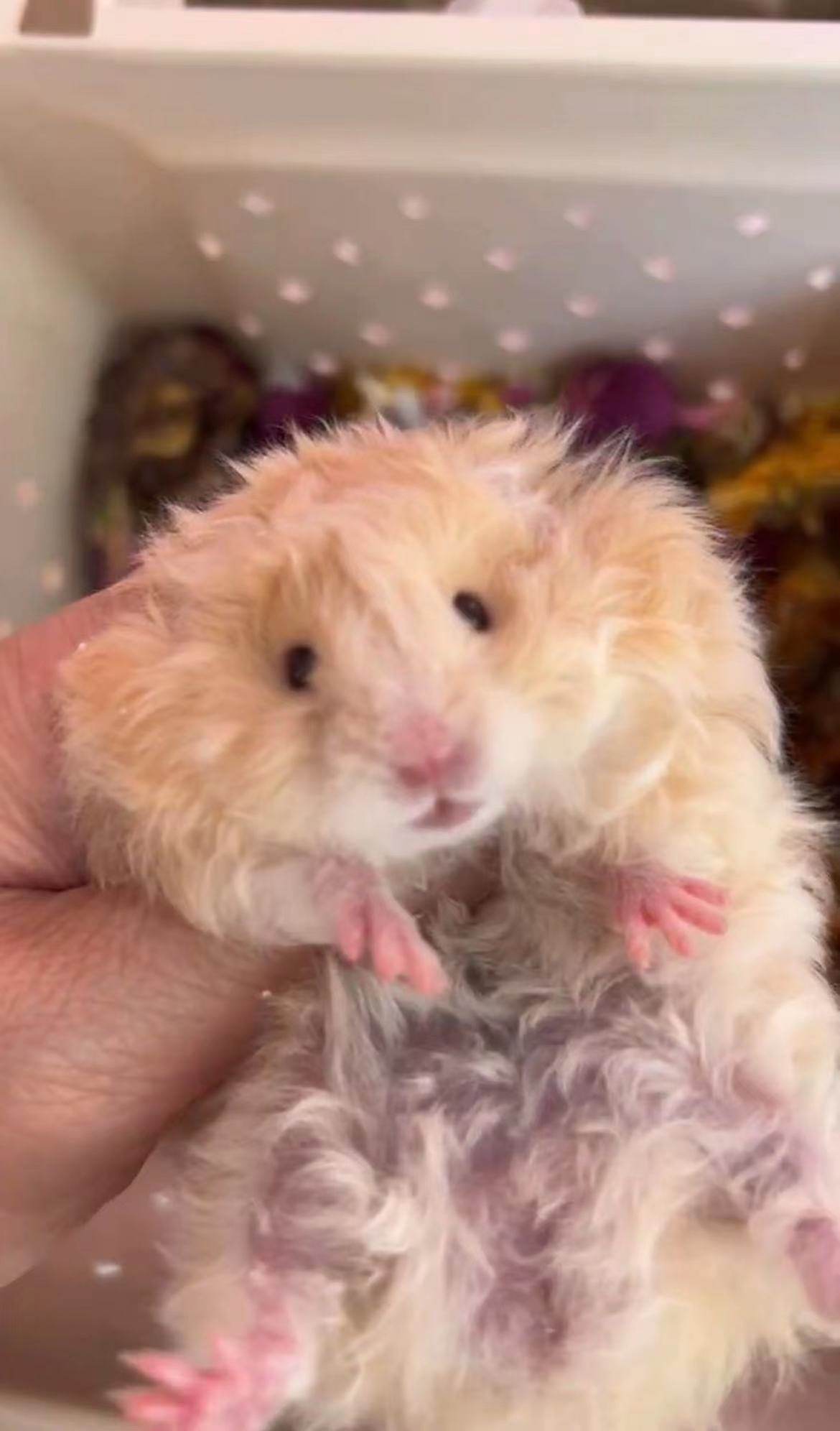 非全款稀有宝宝宠物波利金丝熊熊波利卷毛面纹鸽灰仓鼠