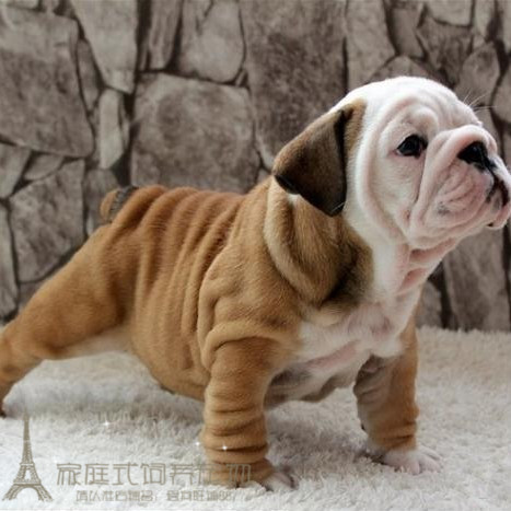 纯种幼犬出售英国斗牛犬活体宠物宠物狗狗狗自家狗狗