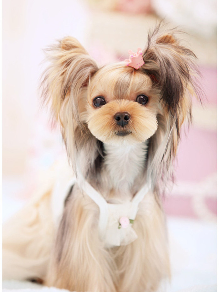 约克赛级纯种金头银背夏梗幼迷你茶杯夏幼犬活体狗狗