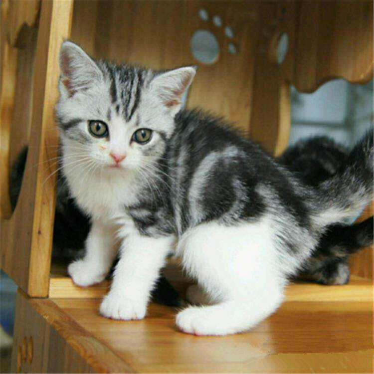 美国短毛猫美银虎斑标宠物猫幼猫咪活体纯种猫咪