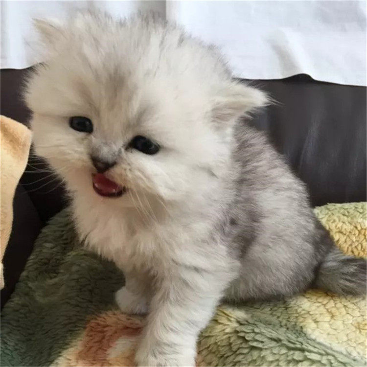 金吉拉纯种家养宠物猫咪幼猫活体白色长毛绿眼猫咪