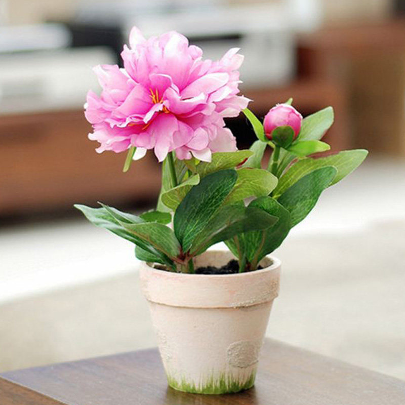 适合秋冬天种植的花种籽子芍药根块室内四季盆栽好养的花开花不断