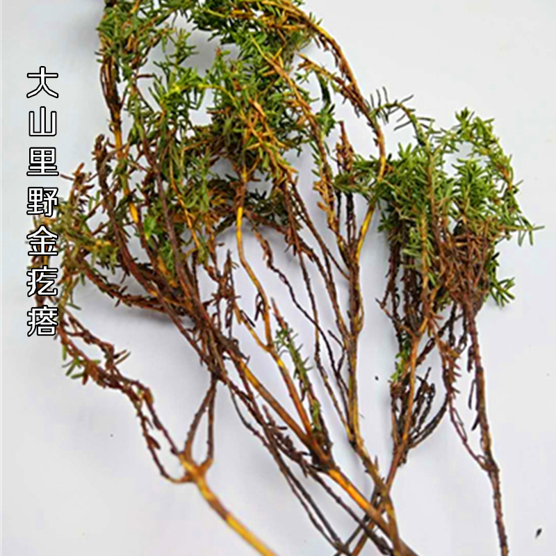 野生肝复灵草图片