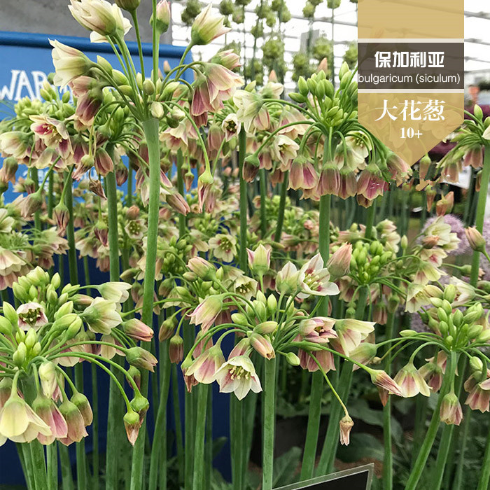 现货进口大花葱种大使绿园花开耐寒球根花卉种球