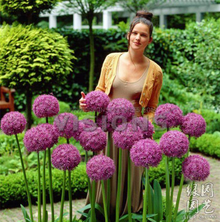 现货进口大花葱种大使绿园花开耐寒球根花卉种球