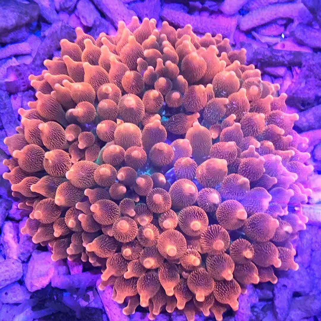奶嘴珊瑚海水全国顺丰快递到家鱼