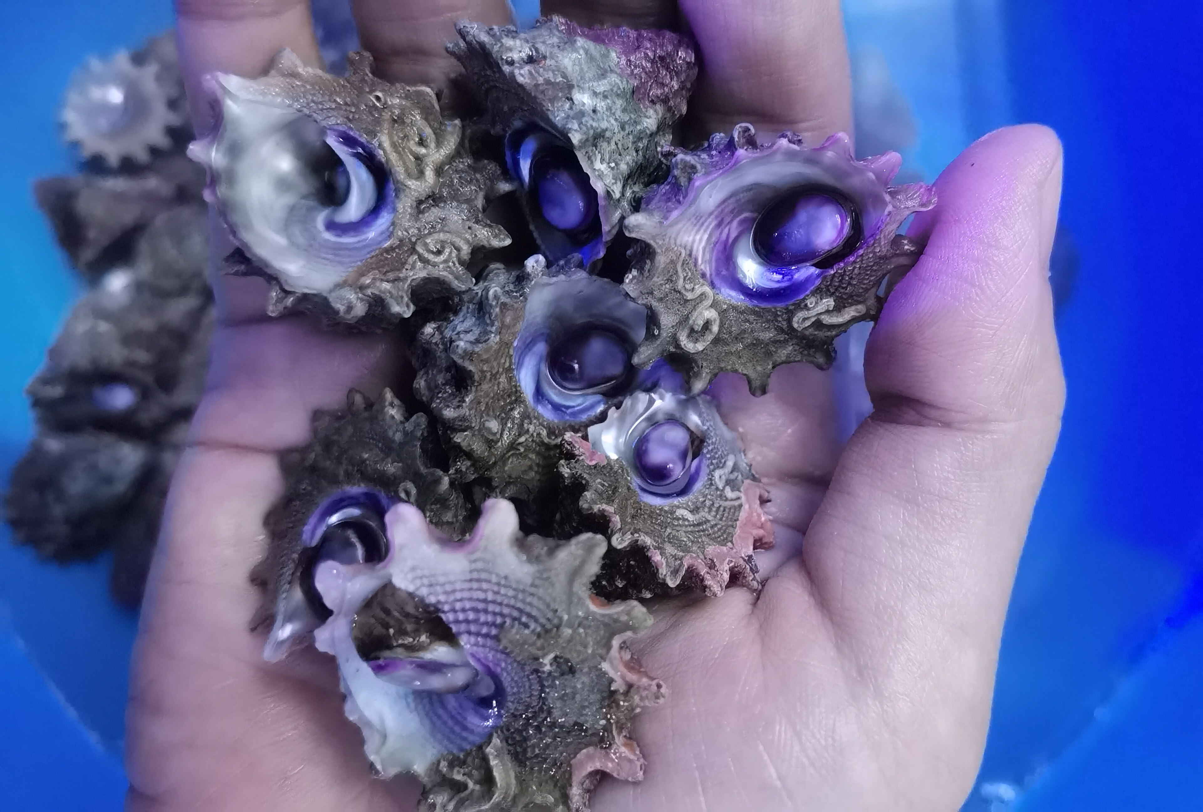 紫底星螺金环宝螺塔螺海水海缸会翻身食藻清洁螺